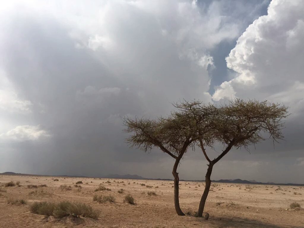 متى  على الله  نشوف  سواج 
ونشوف  ضلع  الشبيكية