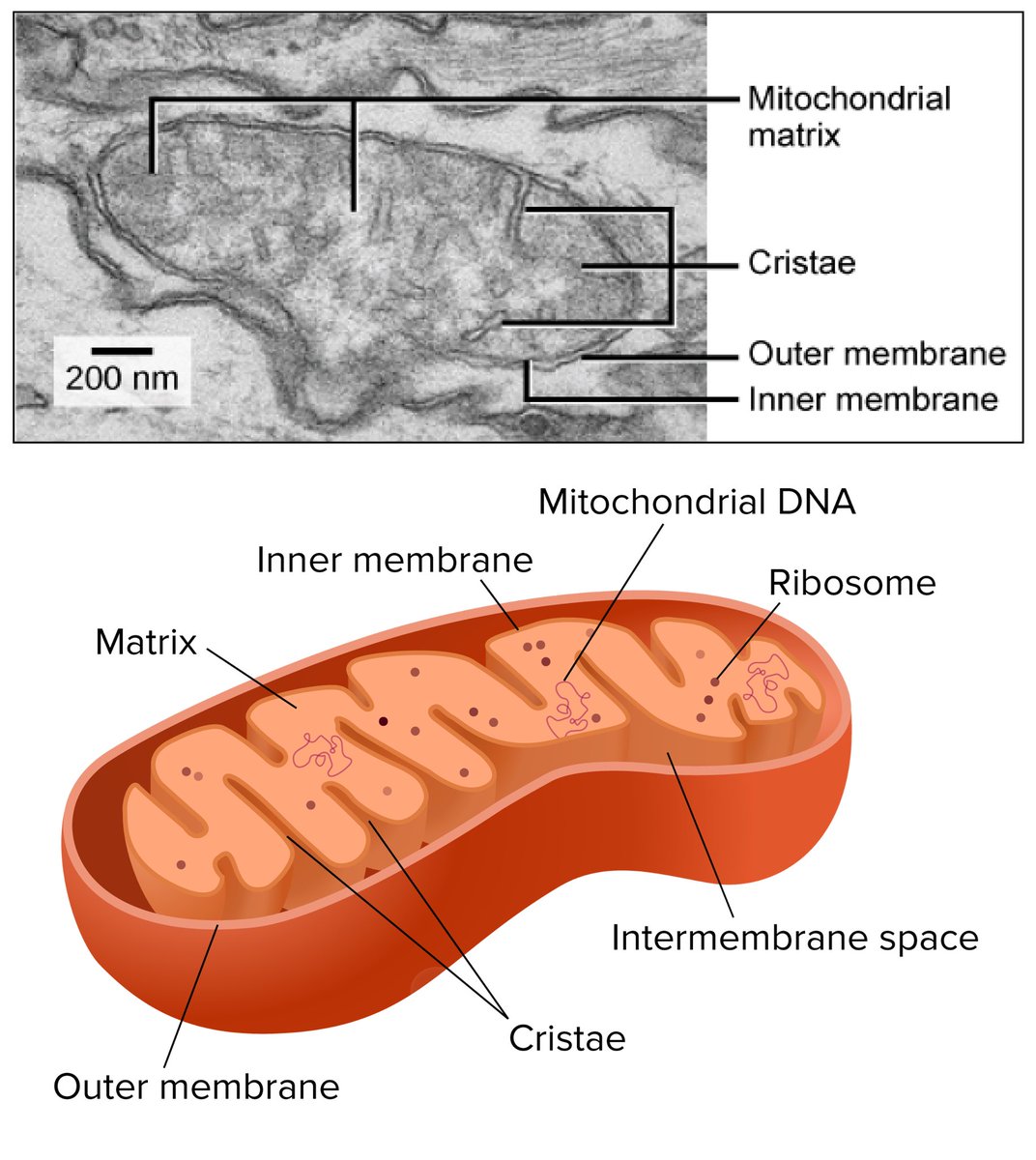 TissuesCells's tweet photo. Powering every move you make! Welcome to Week 2, where we explore the mighty Mitochondria! Often called the “powerhouses of the cell,” these organelles are responsible for generating most of the chemical energy (ATP) needed to fuel cellular activities. https://t.co/l4TWv7eZOG