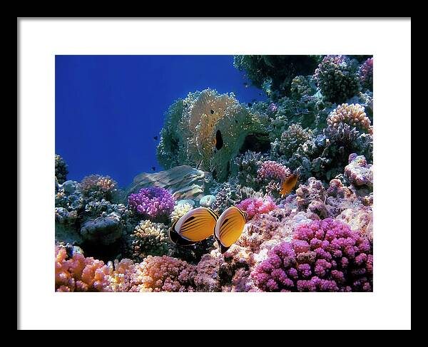 Exquisite Butterflyfish in the Red Sea.

Underwater photography.
Brightens up any room!

johanna-hurmerinta.pixels.com/featured/exqui…