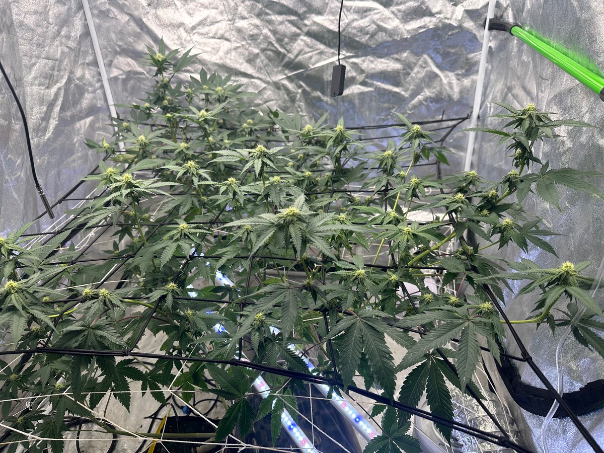 Day 17 of flower.
not bad imo..