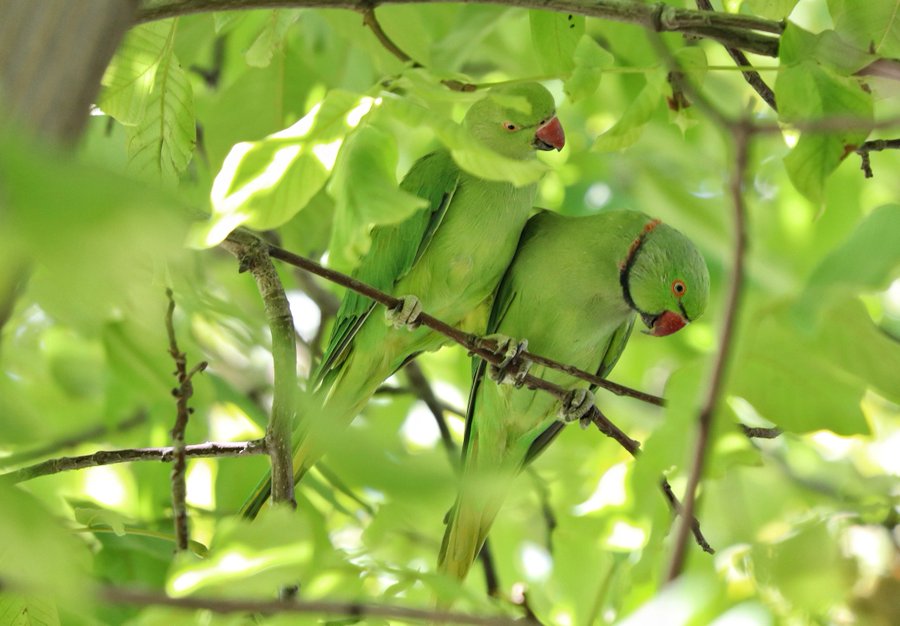 Günaydın #Bornova. Hava 32°C ve Güneşli☀️ 

Mutlu ve Huzurlu Haftalar!🦜