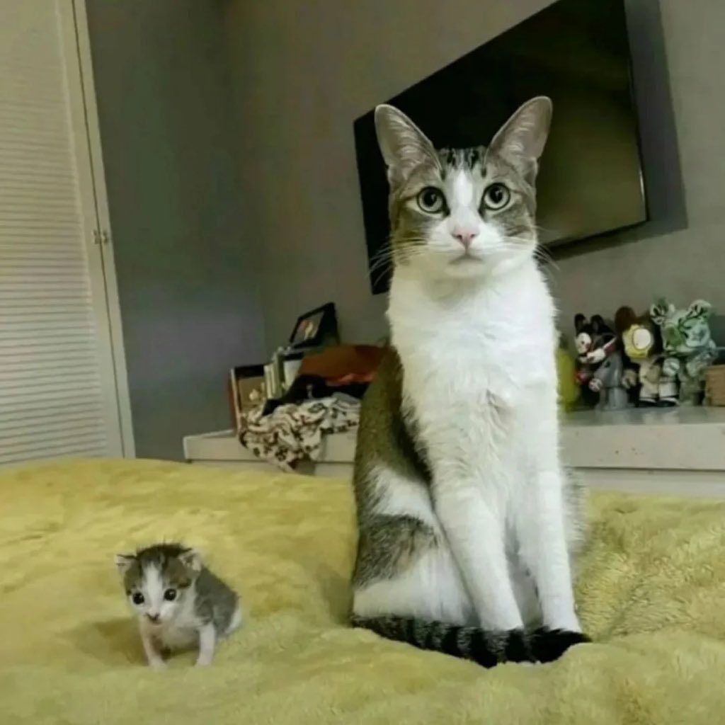 JoyfullCat's tweet photo. Bro is born few second ago.. https://t.co/ktDrr0xyl5