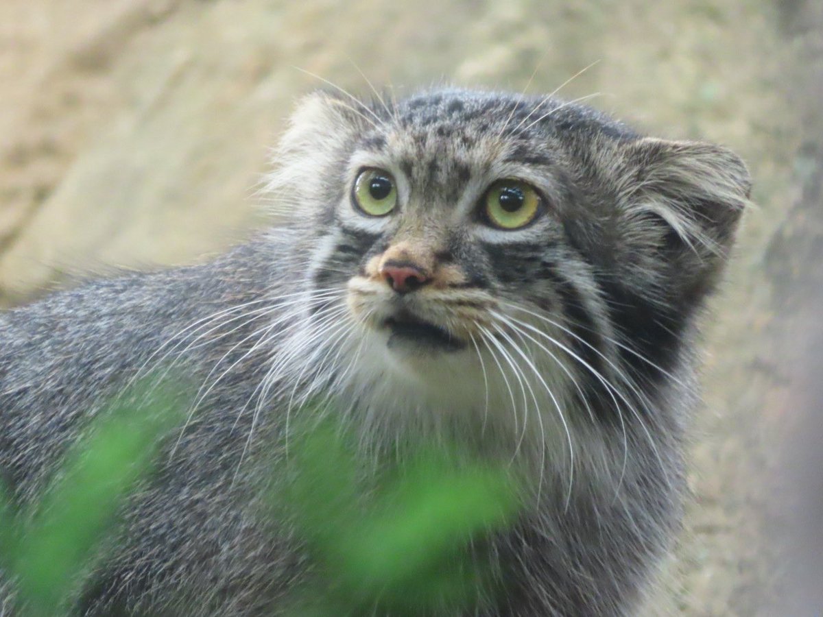 あふれるかわよさ🍑
