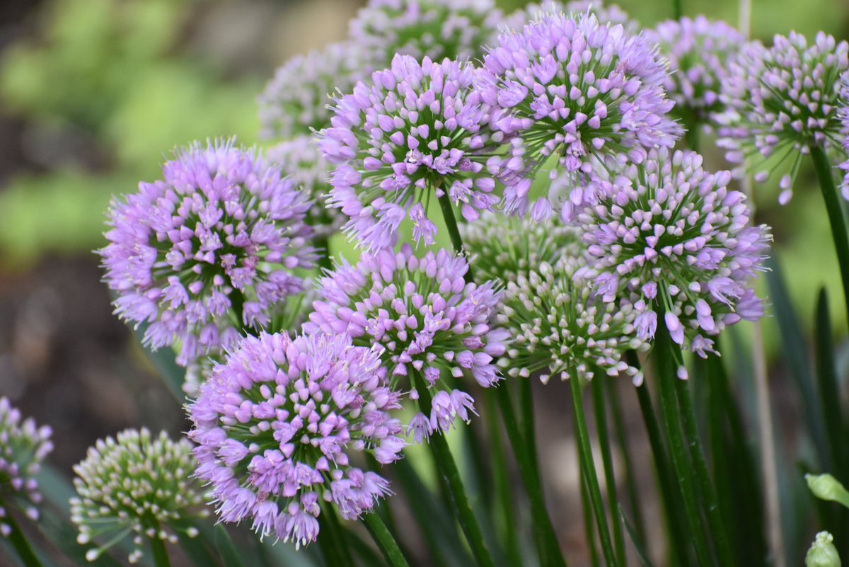 It's Monday☕️☕️... 
Happy #MagentaMonday #mygarden #FlowersonX #GardeningX