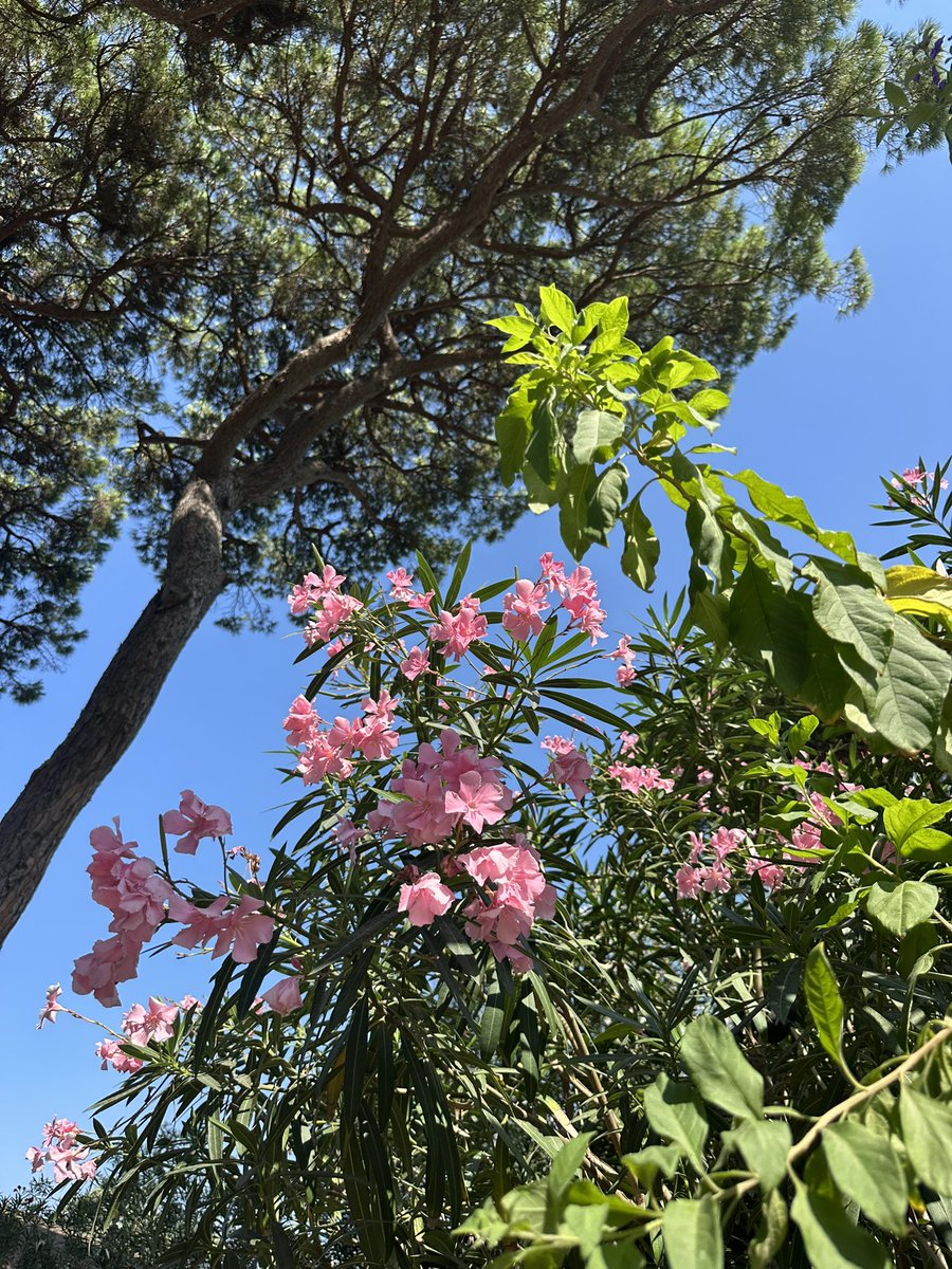 Emanuela (@artemisia12_) on Twitter photo 