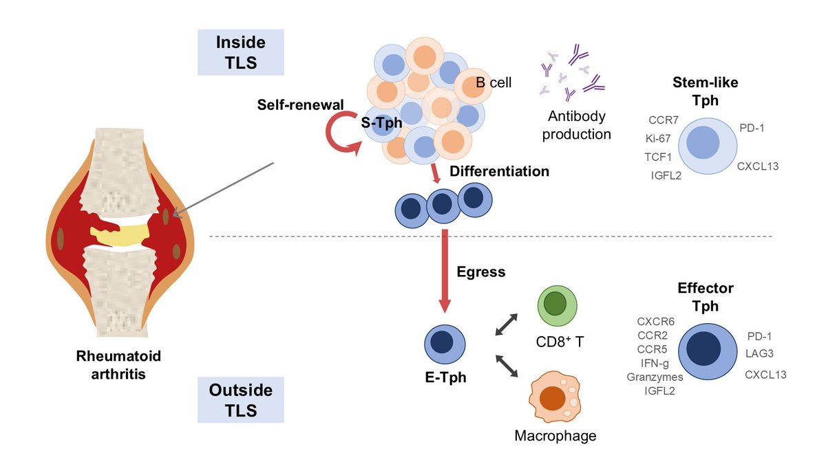 📣Here’s an outline of our latest work published in Science Immunology!

We propose that Tph cells go beyond B cell help.

They can exist as a stem-like subset and can also promote inflammation as effector cells.

🔗 science.org/doi/10.1126/sc…

🧵👇