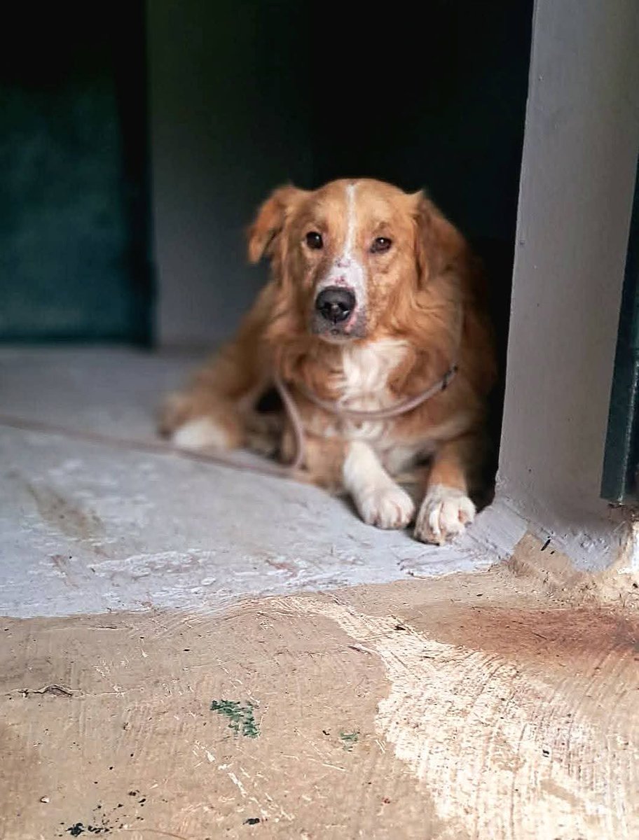 12 anni vissuti in strada,Baden è un nonnino tosto che ha saputo sopravvivere nella giungla. Vive da qualche mese dentro una cella di un canile in Calabria. Nato circa 2013.Per adozione inviare whatsapp
☎️327 636 2179 
☎️333 681 2191
#Supernova 
#18agosto
#Milan 
#LCDFMX3
