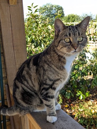 Robert Allotment cat,now helped by Janet & Amanda tweet media