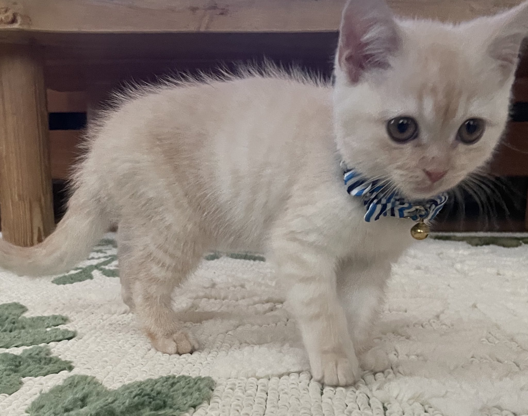 ねこ♡ ねこ♡