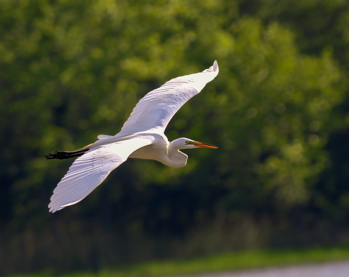 Great egret gliding across a lake.
#birding 
#birdphotography