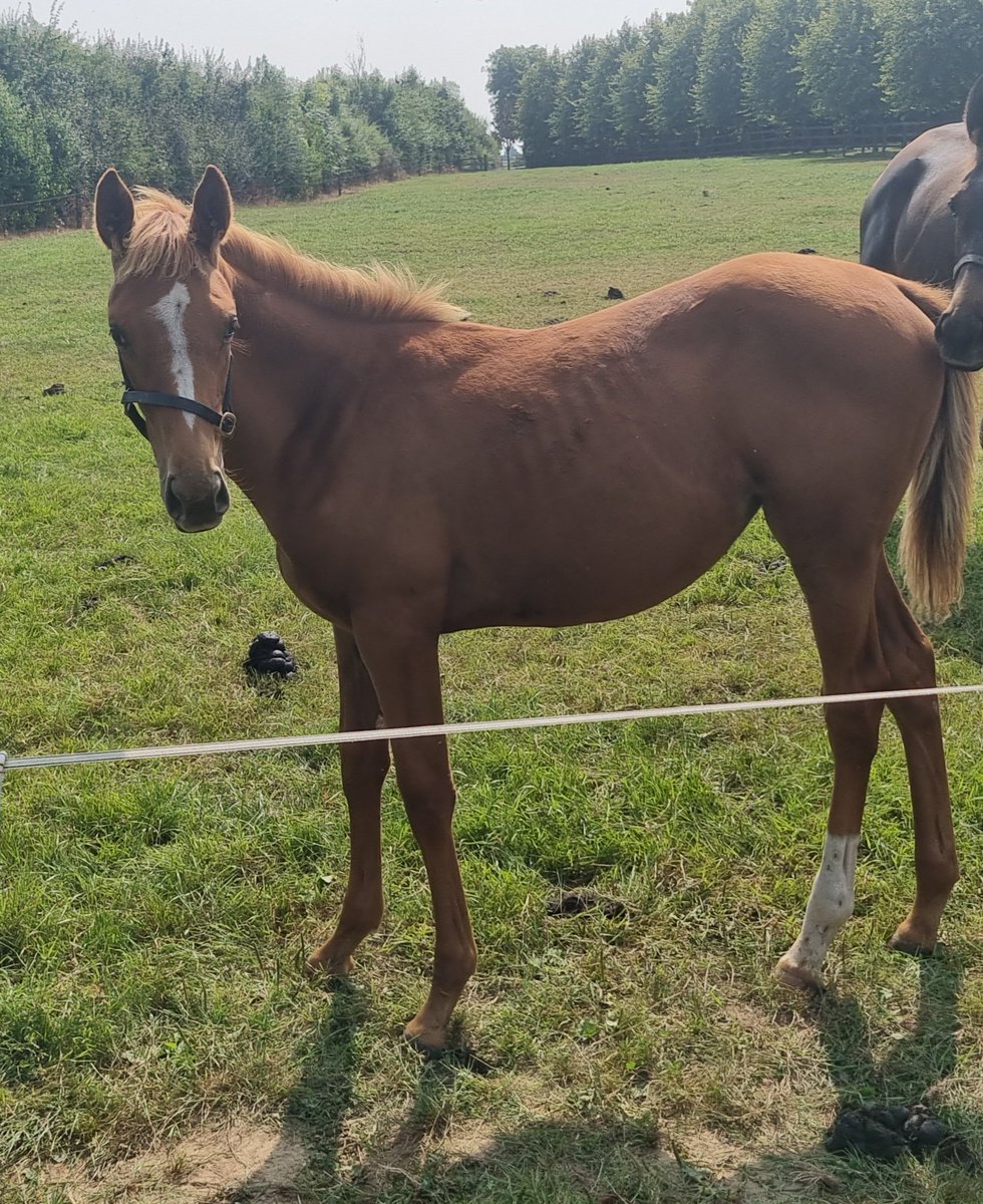 Discovery Bloodstock tweet media