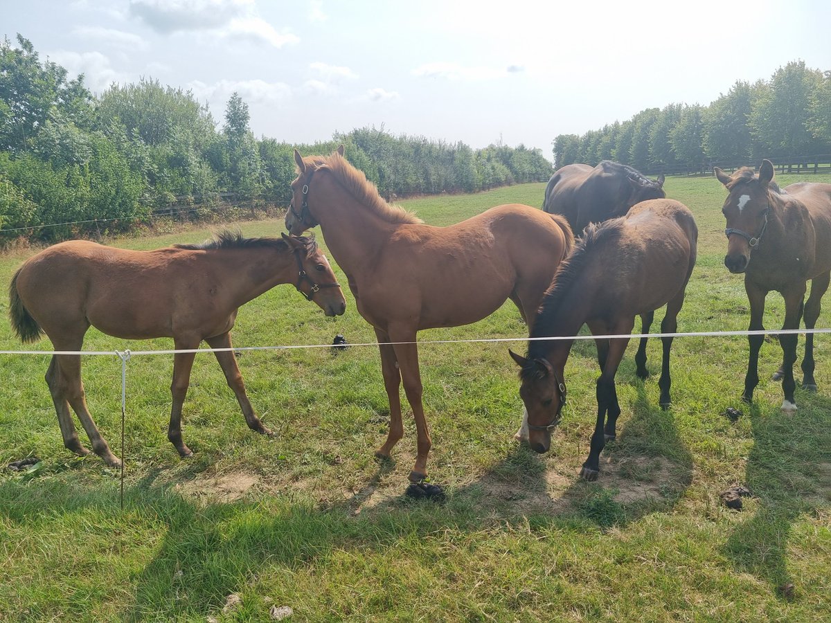 Discovery Bloodstock tweet media