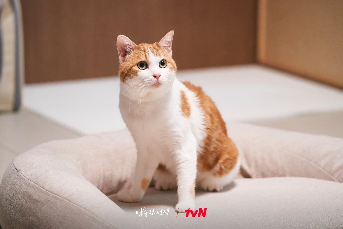 tvN drama (@cjndrama) on Twitter photo ๋๋ก ๊น์น ํ๊ณ , ๋๋ก ๊ท์ฌ์ ๋ ์ค๋์คX๊น์ฌ๊ธฐ ๋ถ๋ถ๐งก
์ ๋ ์ดํผํ์ง ๋ง๊ณ ํ๋ณตํด๋ผ๋ฅ!
tvN X TVING ๋จํธ ๋๋ผ๋ง ํ๋ ์ด์
<O'PENing(์คํ๋) 2025 - ๋ฅ์ก๊ถ ์ ์> ๊ตฟ๋ฐ์ด๋ค๋ฅ๐ฝ
#OPENing #์คํ๋ #๋ฅ์ก๊ถ์ ์ #์ค๋์ค #๊น์ฌ๊ธฐ
#tvN #๊ฐ์ด๋ฌ๋ คtvN #์คํธ๋ฆฌ๋ฐ์TVING
#ํฐ๋น์์์คํธ๋ฆฌ๋ฐ ๋๋ก ๊น์น ํ๊ณ , ๋๋ก ๊ท์ฌ์ ๋ ์ค๋์คX๊น์ฌ๊ธฐ ๋ถ๋ถ๐งก
์ ๋ ์ดํผํ์ง ๋ง๊ณ ํ๋ณตํด๋ผ๋ฅ!
tvN X TVING ๋จํธ ๋๋ผ๋ง ํ๋ ์ด์
<O'PENing(์คํ๋) 2025 - ๋ฅ์ก๊ถ ์ ์> ๊ตฟ๋ฐ์ด๋ค๋ฅ๐ฝ
#OPENing #์คํ๋ #๋ฅ์ก๊ถ์ ์ #์ค๋์ค #๊น์ฌ๊ธฐ
#tvN #๊ฐ์ด๋ฌ๋ คtvN #์คํธ๋ฆฌ๋ฐ์TVING
#ํฐ๋น์์์คํธ๋ฆฌ๋ฐ