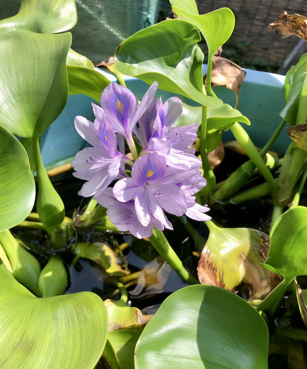 smallfishdayo's tweet photo. みなさまお元気ですか？
お店は終了しましたが
メダカ飼育、植物栽培を楽しみながらのんびりと過ごしています。
まだまだ先ですが、植物の販売をしていこうと準備を進めています🌱 https://t.co/UTSB1vSR6m