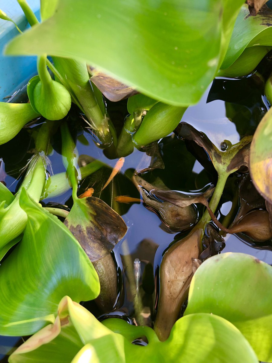 smallfishdayo's tweet photo. みなさまお元気ですか？
お店は終了しましたが
メダカ飼育、植物栽培を楽しみながらのんびりと過ごしています。
まだまだ先ですが、植物の販売をしていこうと準備を進めています🌱 https://t.co/UTSB1vSR6m