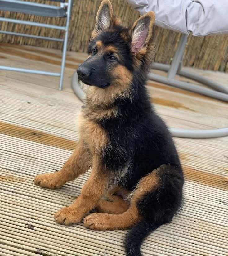 German Shepherd (@ger_manshepherd) on Twitter photo 