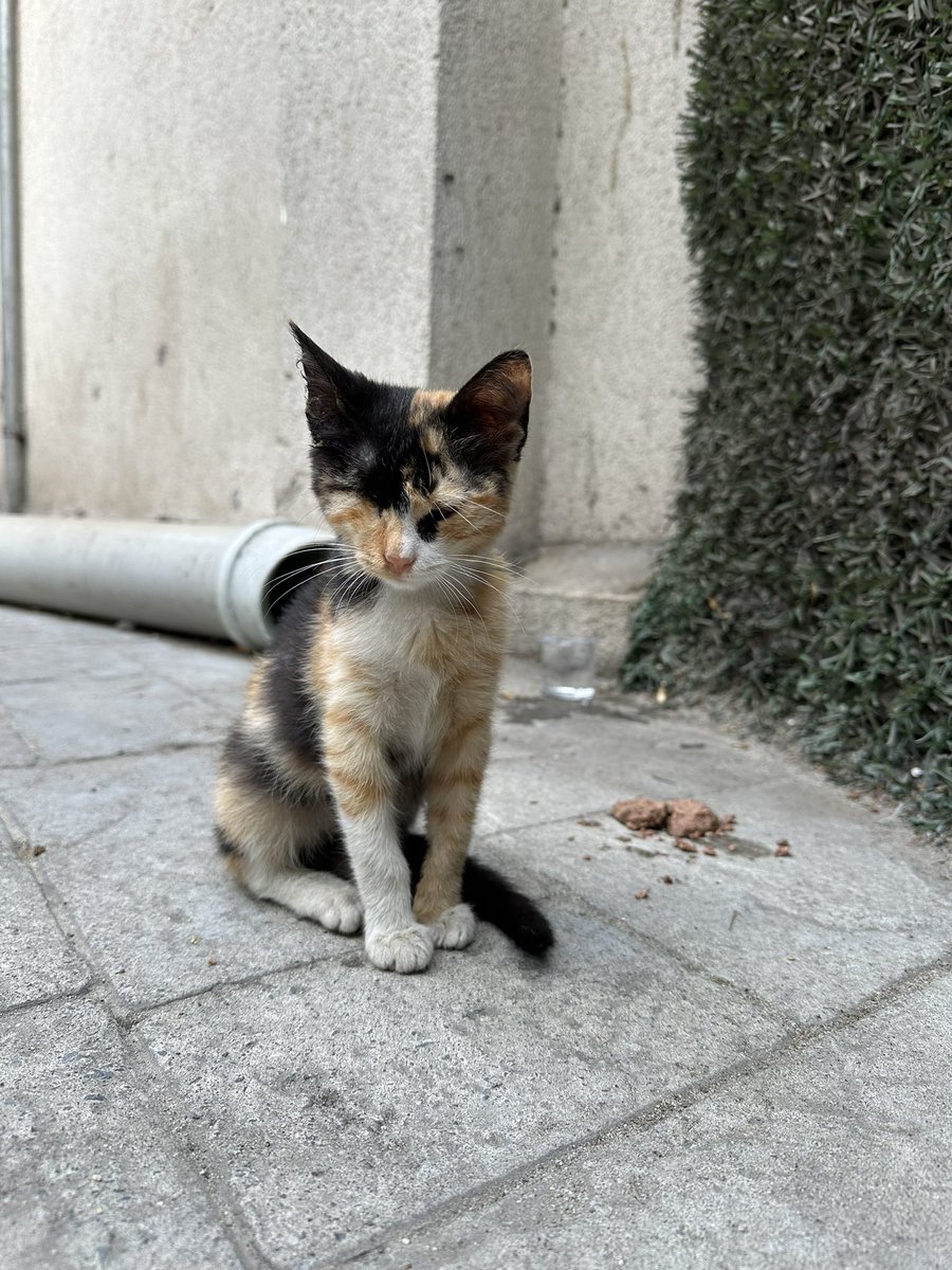 Tek gözüm yok benim ailem olur musun beni gören çok sever☺️ <a href="/minnakmandalina/">Mandalin</a>
