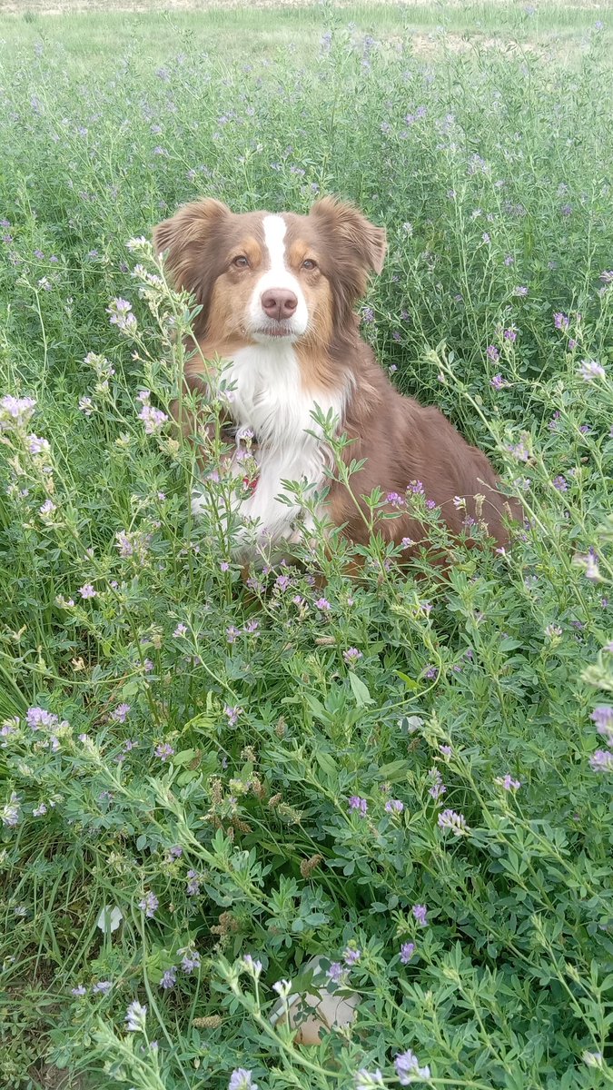 Bubba8061's tweet photo. #Australianshepherd https://t.co/uYyucASTdM