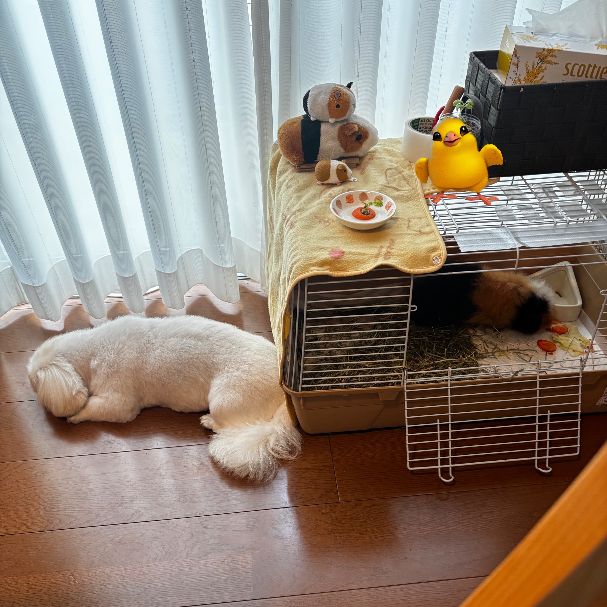 羊毛フェルト パピヨン 日光浴 蛙 温泉 蜜蜂 専用 ✿羊毛フェルト