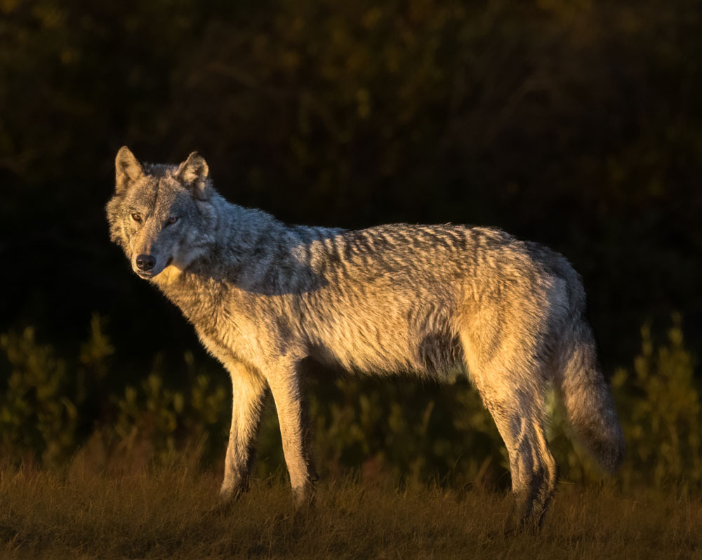 Two Lodges, Twice the Wonder: David McEldowney's Dual Polar Bear Quest churchillwild.com/two-lodges-twi…  

#ChurchillWild #Summer #PolarBears #BlackBears #Wolves #NorthernLights #Luxury #PolarBearSafaris #PolarBearTours #WildlifePhotography #PolarBear #Safaris #Travel