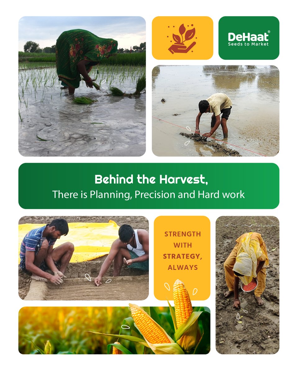 Every great #harvest is born of a thousand small choices; made with care, skill &amp; foresight. 💪🏻🌱
#Strength to endure the land’s demands, #strategy to plant, space, water &amp; protect.
#Farmers don’t just plant seeds, they plant plans. 
True abundance = hard work + smart thinking.