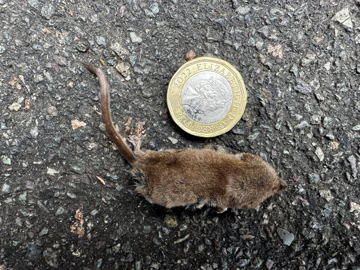Dead Pygmy Shrew on pavement outside my house this morning.