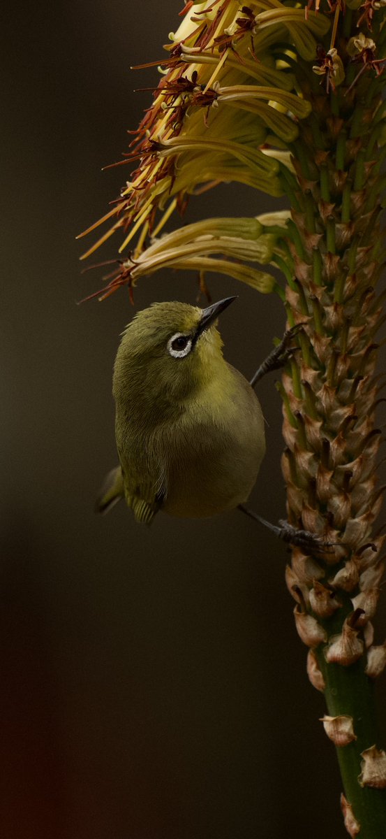 danavanwyk's tweet photo. IOS wallpaper The Cape white-eye (Zosterops virens) is a small passerine bird in the white-eye family. It is native to southern Africa. #ioswallpaper https://t.co/JewdJGhcTe
