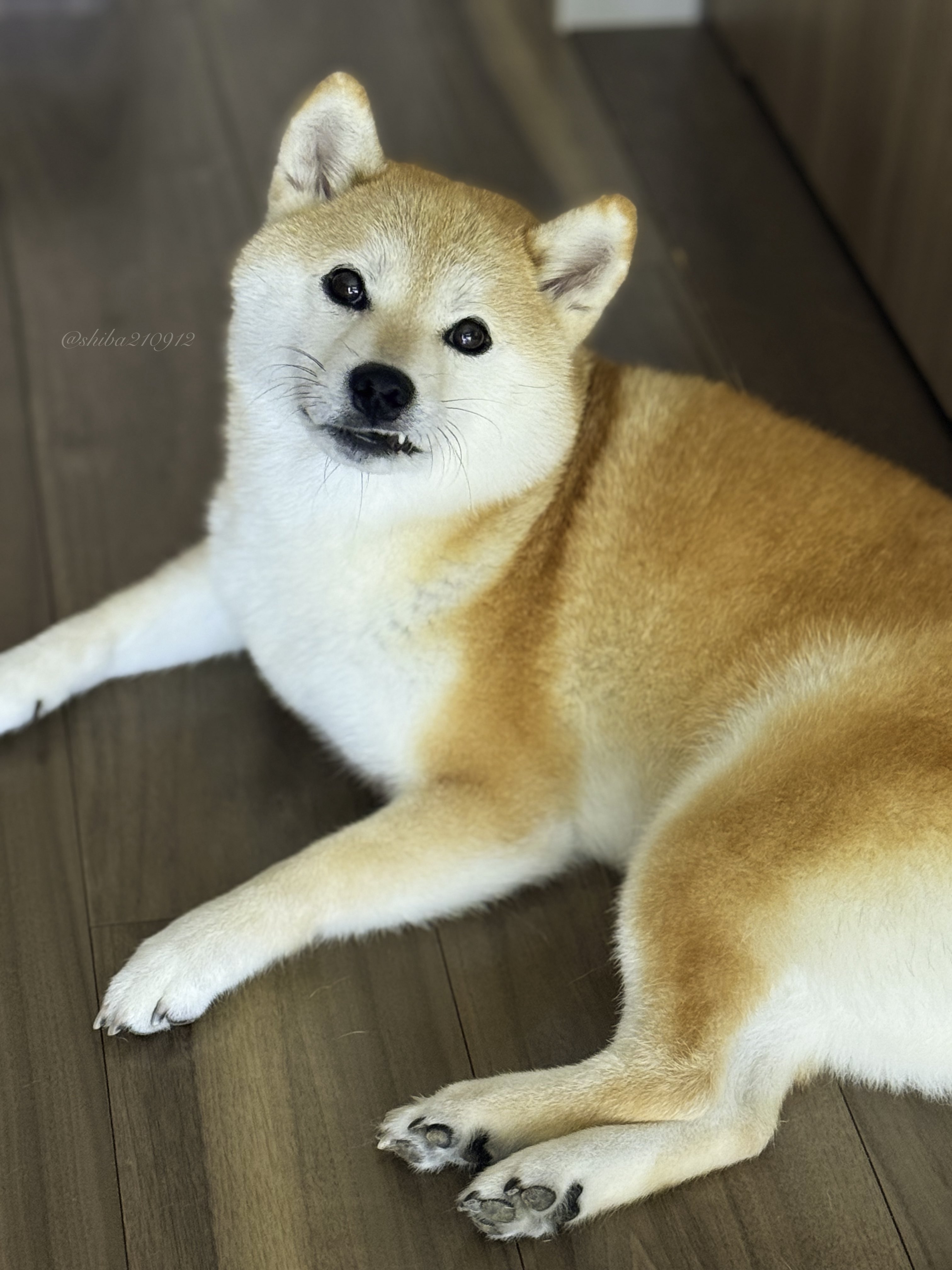 しば犬です。私の汗と涙が染み付いています。 しば犬です。私の汗と涙が染み付いています。