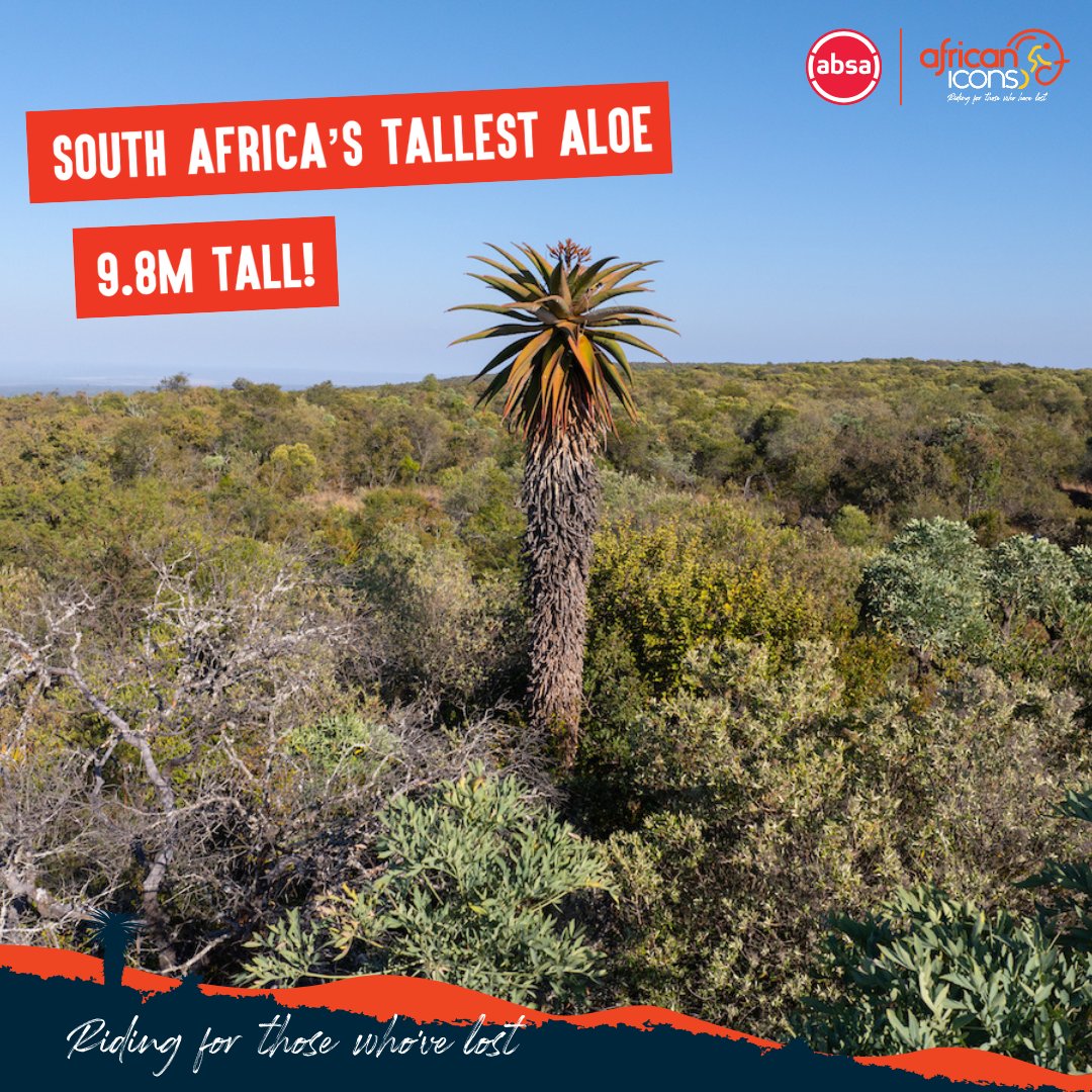 African Icons (@africaniconsinv) on Twitter photo Standing at an impressive 9.80 meters, Summerplace hosts the tallest Aloe Marlothii in South Africa. Perched along the ridgeline and visible from kilometres away, this giant aloe is a botanical marvel.
Register Now: africanicons.org.za/summerplace-20…
#AbsaAfricanIcons #Summerplace2025 Standing at an impressive 9.80 meters, Summerplace hosts the tallest Aloe Marlothii in South Africa. Perched along the ridgeline and visible from kilometres away, this giant aloe is a botanical marvel.
Register Now: africanicons.org.za/summerplace-20…
#AbsaAfricanIcons #Summerplace2025
