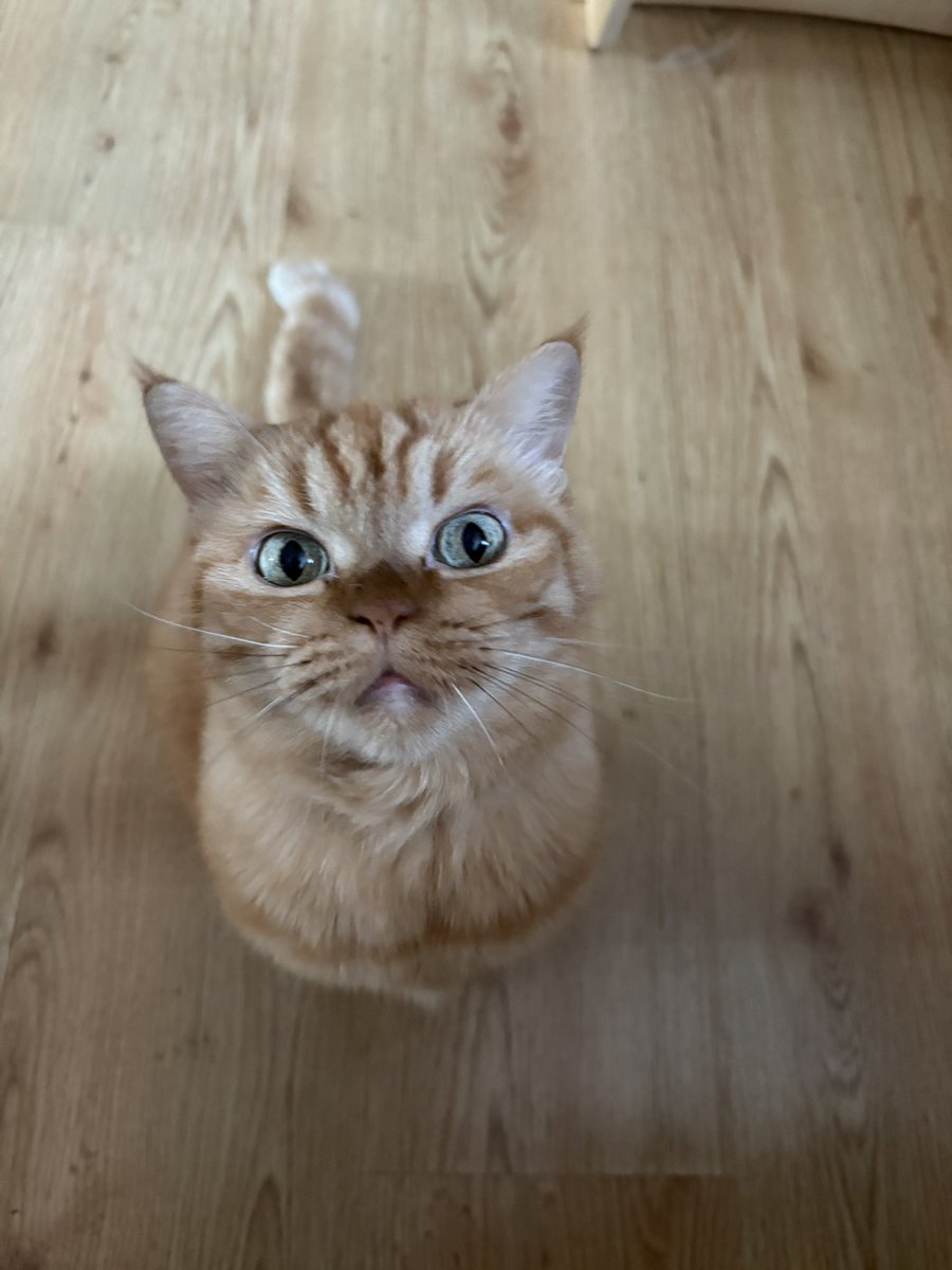 Delphine The Cat (@picalonzo) on Twitter photo 