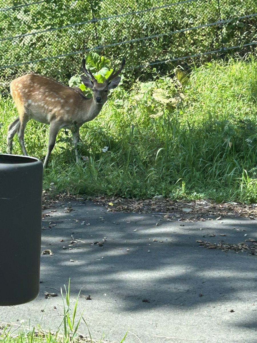 北海道で涼しく過ごす
都内の猛暑☀️を避ける

AM リモートワーク
➡️⛳️➡️宿移動中に🦌さん発見💡