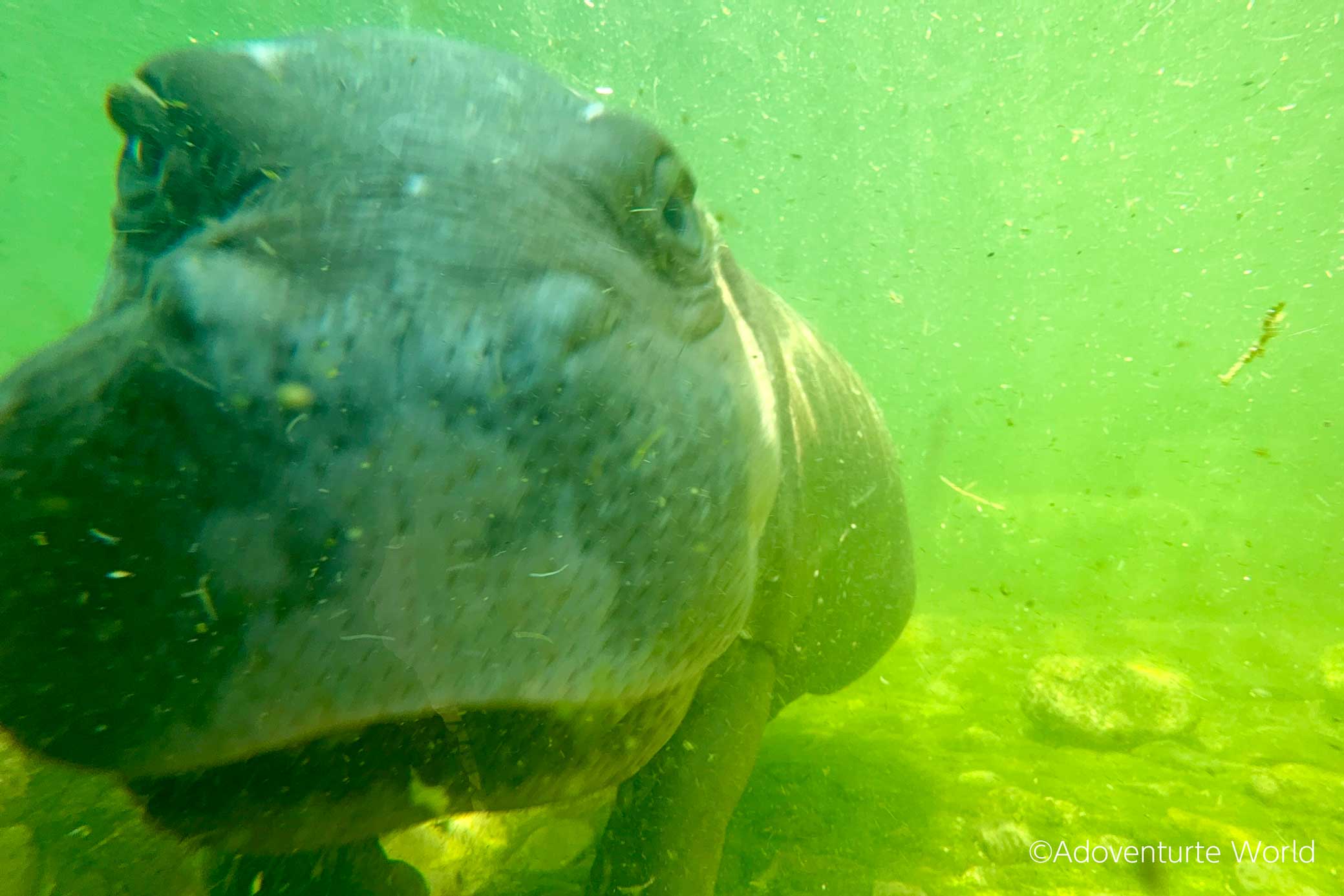 生き物大好きです！ Amazon.co.jp: 動物大好き!ハイビジョンNEWどうぶつスペシャル