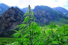 Το πιο καλό ανθιζει πάνω στα ψηλά βουνα, εκει που ανεβαίνει αυτη. 😊