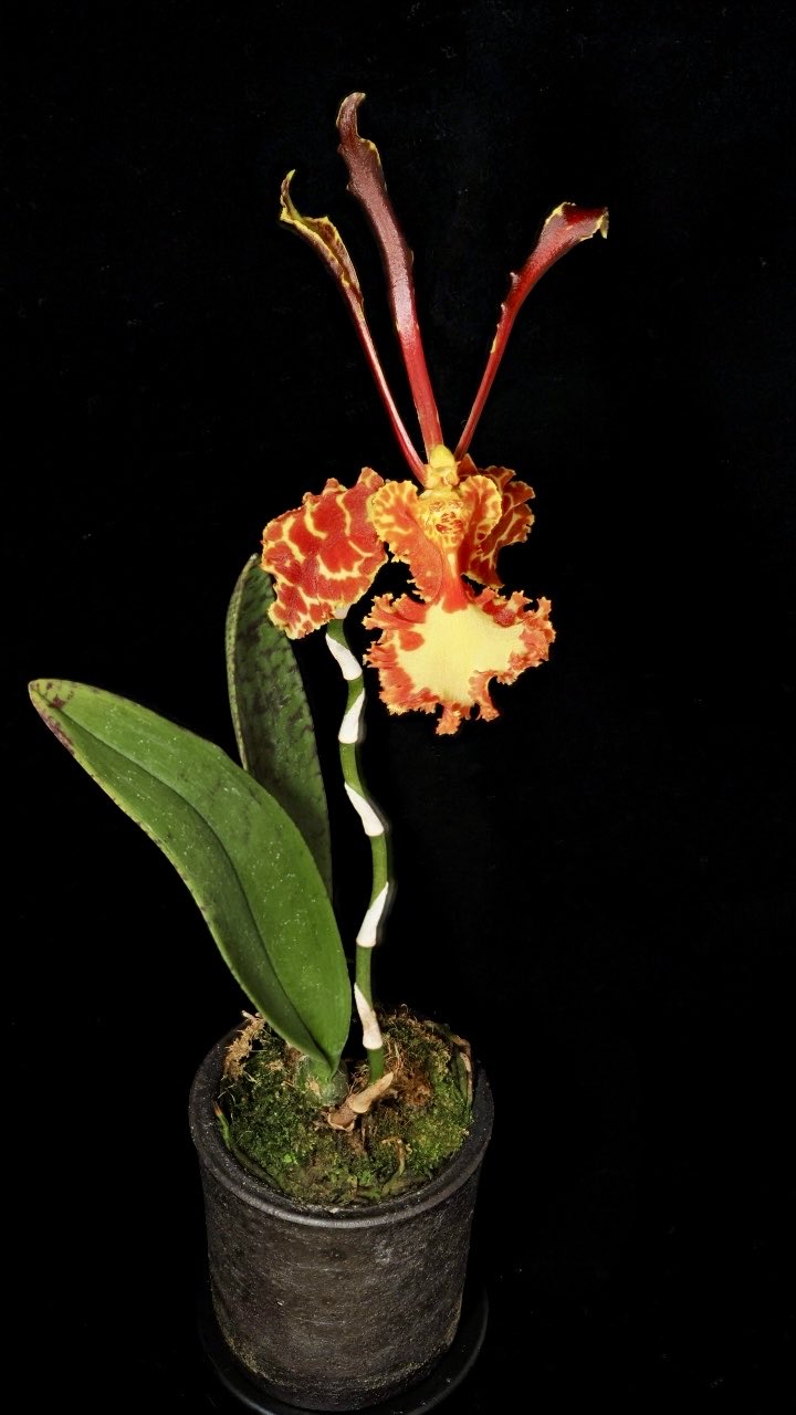 トリカブト 紋白蝶 仮病 紋白蝶 – Musik und Lyrics von トリカブト | Spotify