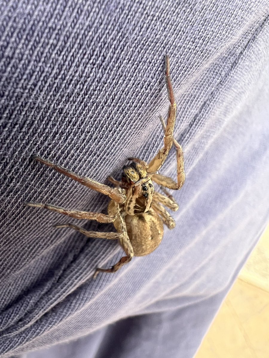 Lo típico, que notas algo en el hombro y te encuentras una araña gorda gorda

Mola :3