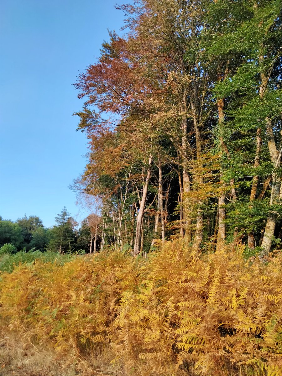 Un air d'automne cet été dans la #Creuse 🍁🍂🍁  La nature souffre... 🍂🍁🍂
Bonne semaine à toutes et tous 🌸
#Limousin
#ligue_des_optimistes
#NaturePhotography