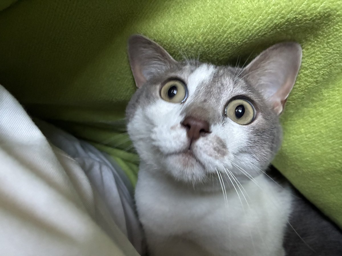 IpokeAk's tweet photo. 夏でもたまに布団に入ってくるオリゴ！
#猫のいる暮らし　#保護猫　#猫好きさんと繋がりたい　#猫のいる生活 https://t.co/ITWJlKcU9H