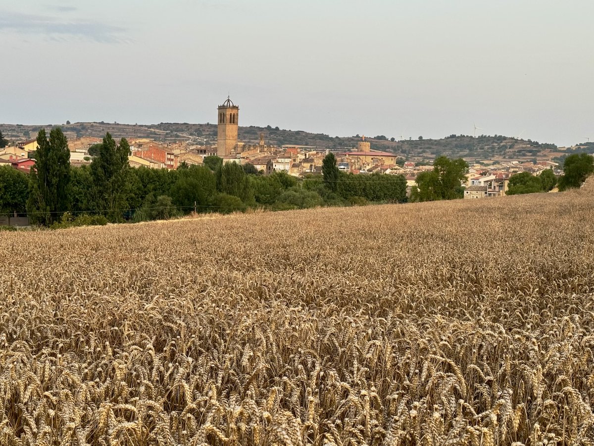 tribusdelasegarra.cat/2025/08/18/bon…
Bon dia
Encara queden bocins per segar
Santa Coloma de Queralt
Baixa Segarra
#segarrejant #goodmorning #Catalonia #magradaelmeupaís <a href="/finslagorra_1/">finslagorra ||*|| SÍ</a> <a href="/jolival65/">JOliva||*||</a> <a href="/montserumbau/">montserrat rumbau</a> <a href="/salvad_m/">RosamSal ||⭐|| 🏴󠁧󠁢󠁥󠁮󠁧󠁿#Jo soc CDR# *CxR*</a> <a href="/betaltarriba/">Bet Altarriba</a> <a href="/mccorominas/">Carme Corominas</a> @xatoQuico <a href="/Ifarre2/">Imma</a> <a href="/CanelaBalsebre/">rosa canela</a> <a href="/mnadal13/">Marta Nadal</a>