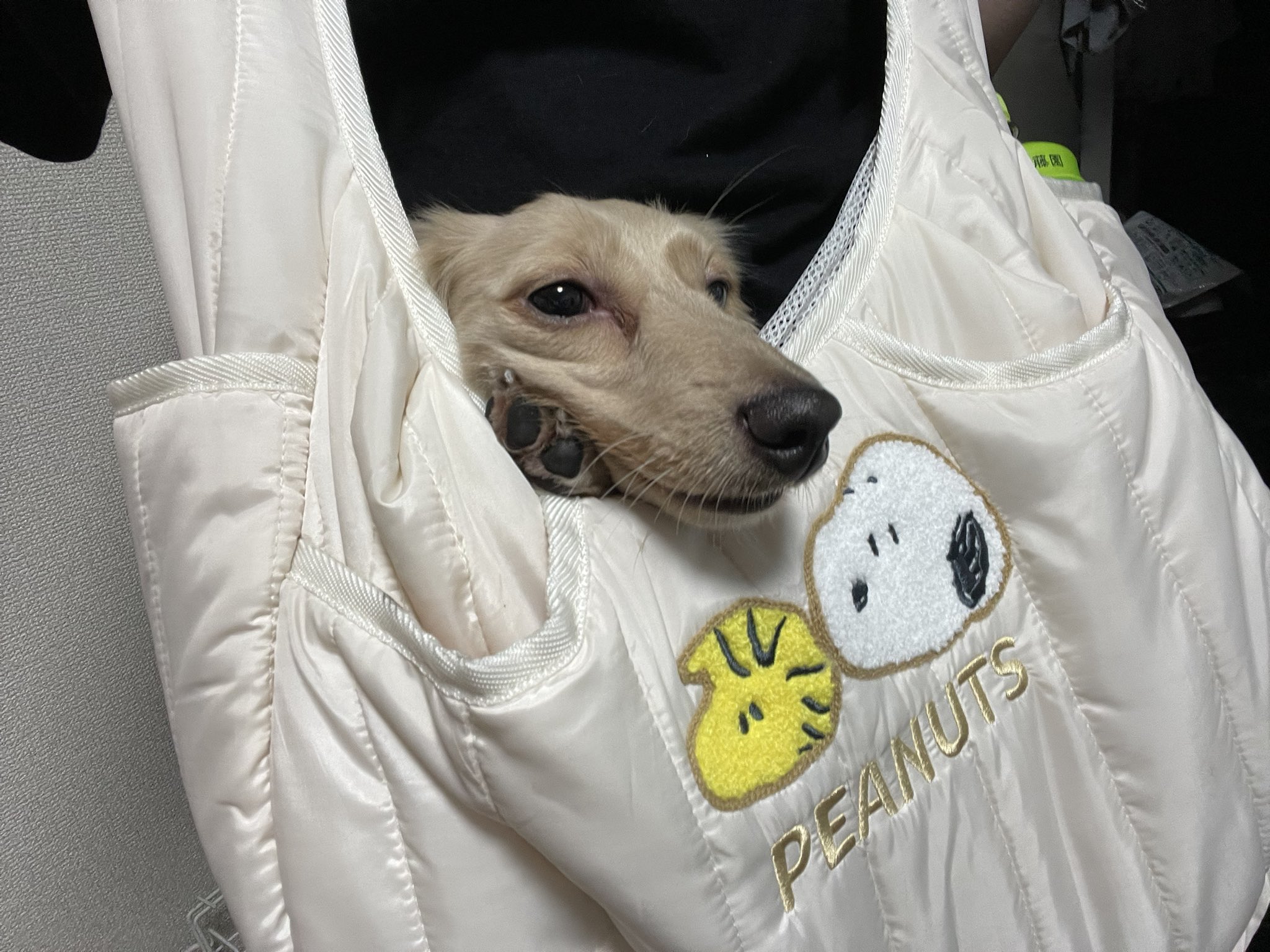 オメガアレルギー、寄越す犬、めくる夜5 寄越す犬、めくる夜 5 (on BLUEコミックス) | のばらあいこ |本