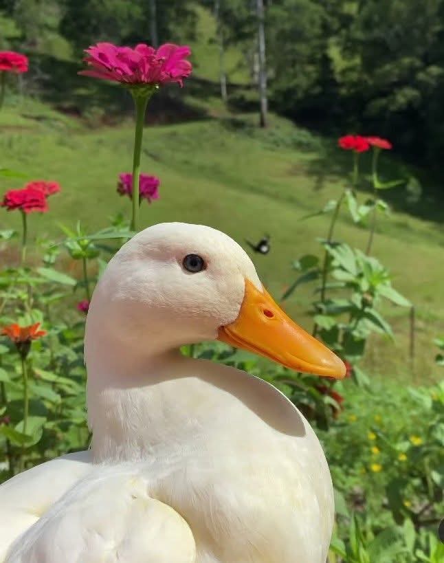Günaydın hayırlı sabahlar 🌸💐🌸