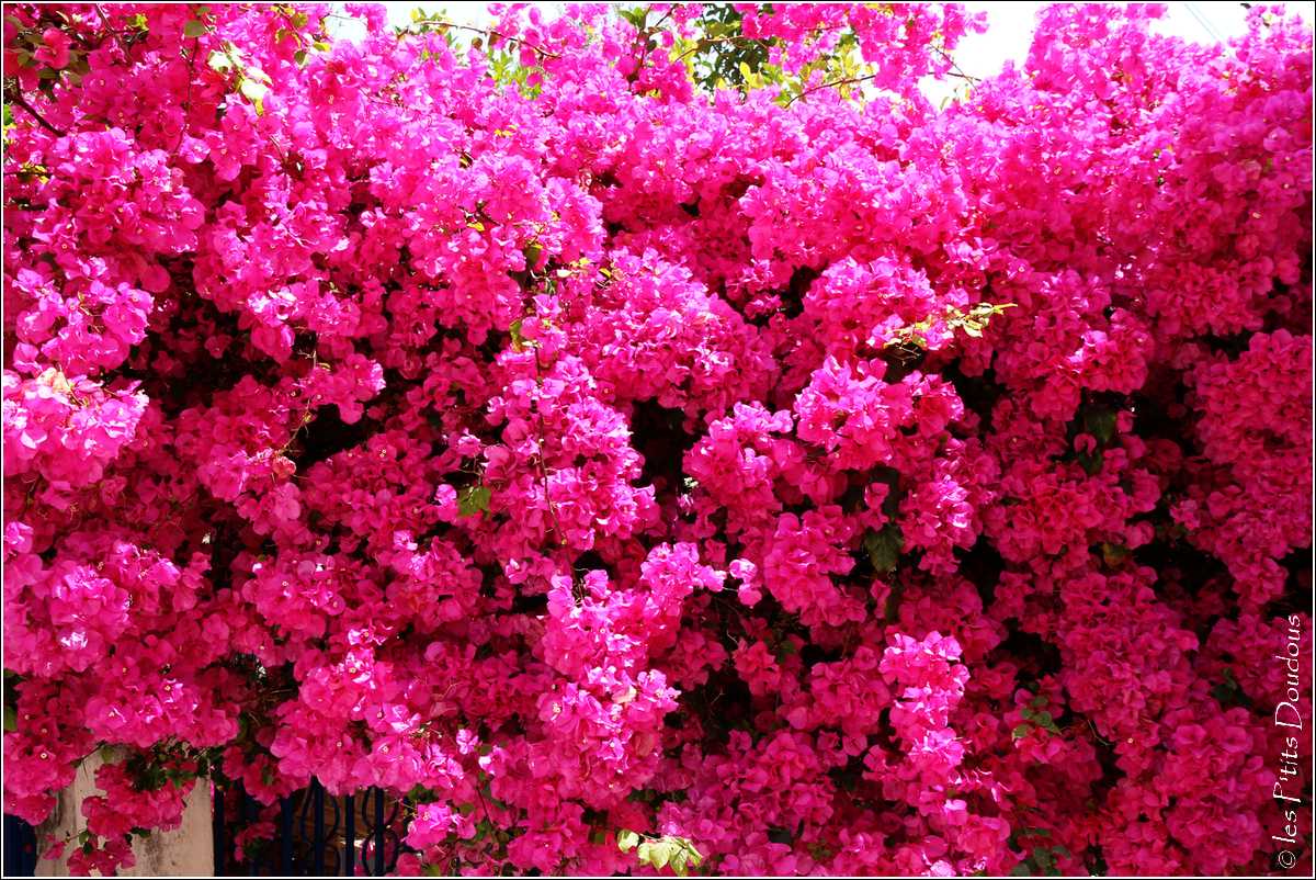 les P'tits Doudous tweet media