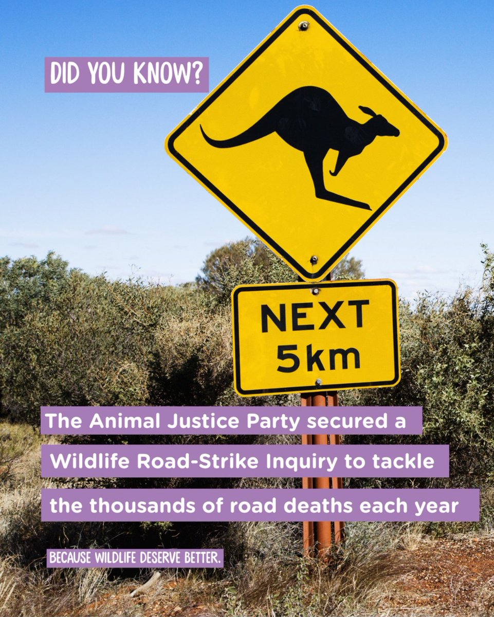 VIC ROAD-STRIKE INQUIRY

Our Inquiry is a chance to push for:
✨ Wildlife road-strike reporting system
✨ Real-time mapping of danger zones
✨ Smarter infrastructure around hotspots
✨ Driver education campaigns
✨ Sustainable funding for wildlife carers, rescue services.
#AusPol