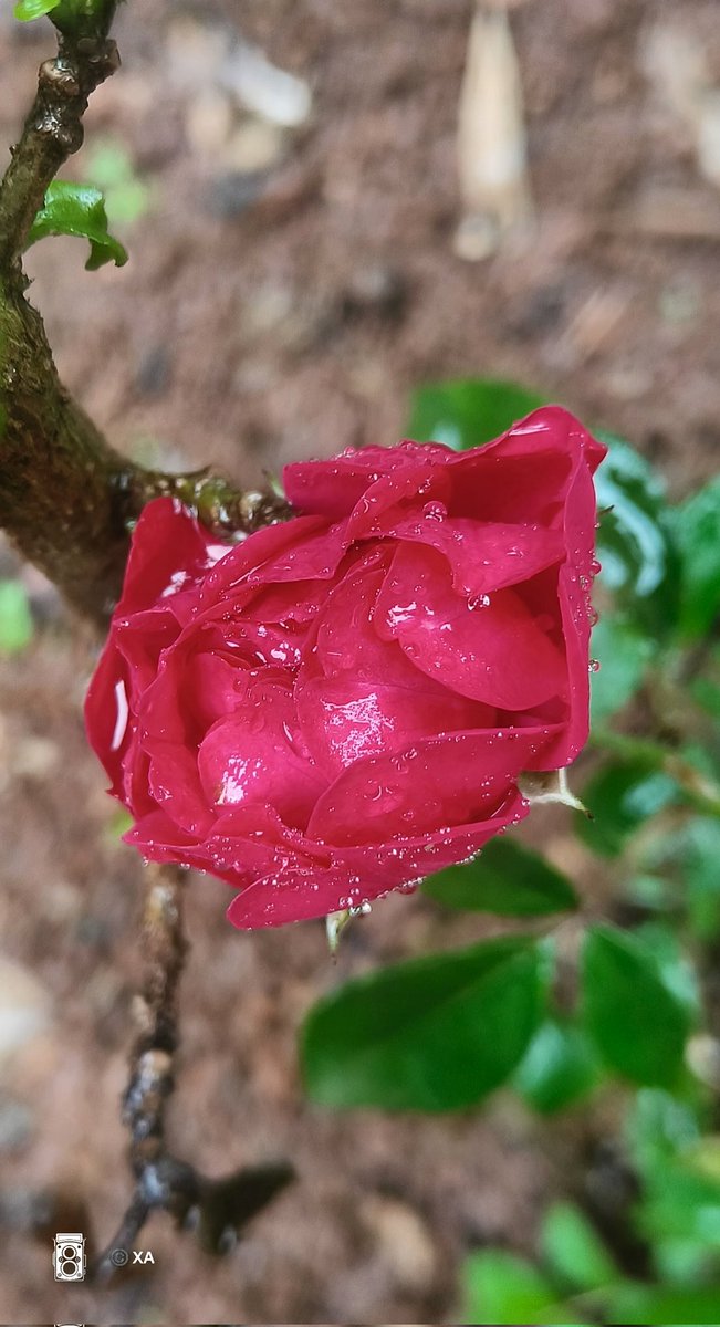 swordsnhammer's tweet photo. #MegantaMonday #Rains when you forget the  ☔ &amp; get wet . 😊
https://t.co/MWPEFsKfla https://t.co/wMkxMAcaXH