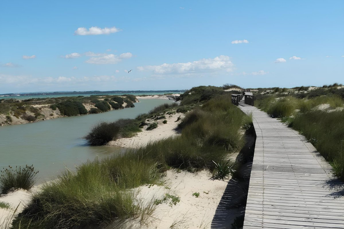 🌊✨ Pasear por la Punta del Boquerón es caminar entre dunas y marismas, con la historia del castillo y la batería de Urrutia como testigos.

Un Monumento Natural que te enamorará en solo 2,5 km. 💚
👉 lajunta.es/5uet5

#BahíaDeCádiz #NaturalezaViva #PuntaDelBoquerón