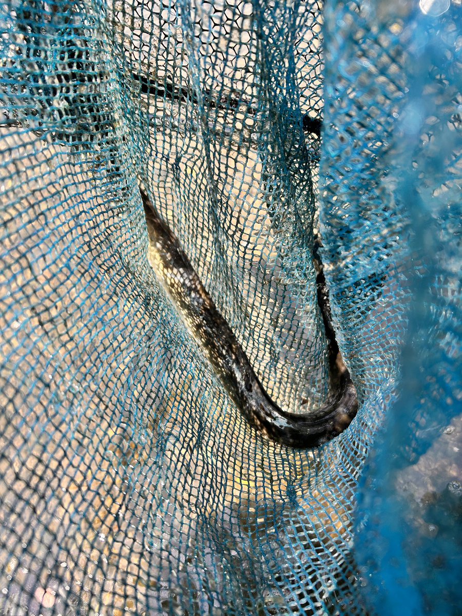 キノコがイマイチなのでもっぱら川です❗️
本当は撮影したかったが予定合わず。
８キャッチ、5リリース。
水温高く高活性でした😗