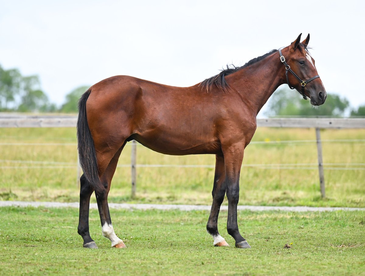 Merkurius Wibb (Calgary Games - Nova Wibb - Father Patrick)
Riktigt snygg ettåring som vi säljer på Derbyauktionen 🤩🔝