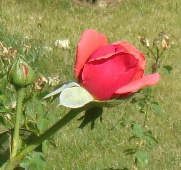 abdulkadiracar's tweet image. Dostluk;
Gülü dikeniyle kabullenip, kucaklayabilmek yürekliliğidir...
#insan #dost #vefa #egitim