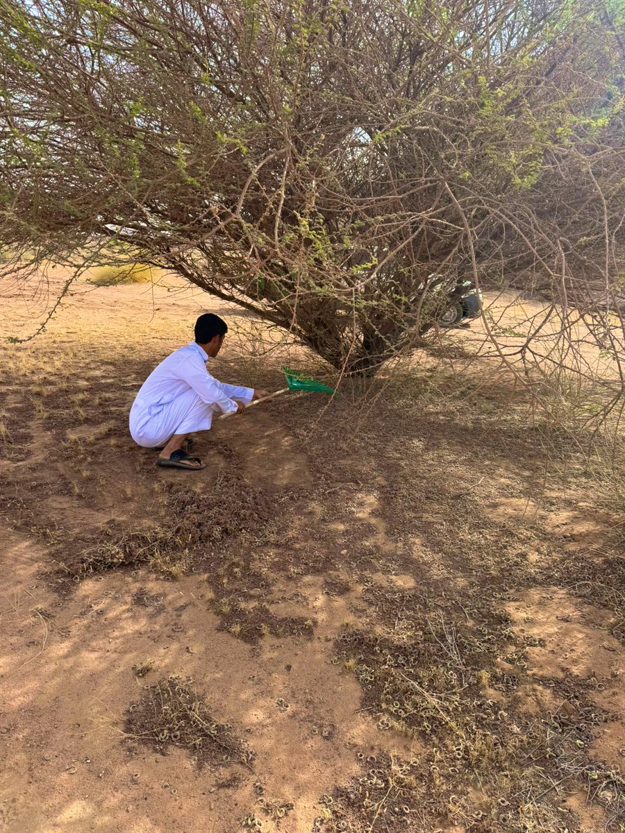 #بيئتنا_كنز

تم جمع بذور #السمر من جبل ابان بالقرب من #محافظة_النبهانية 

ليتم اكثار السمر في #مشتل_الاشجار_البرية بــ #محافظة_الرس