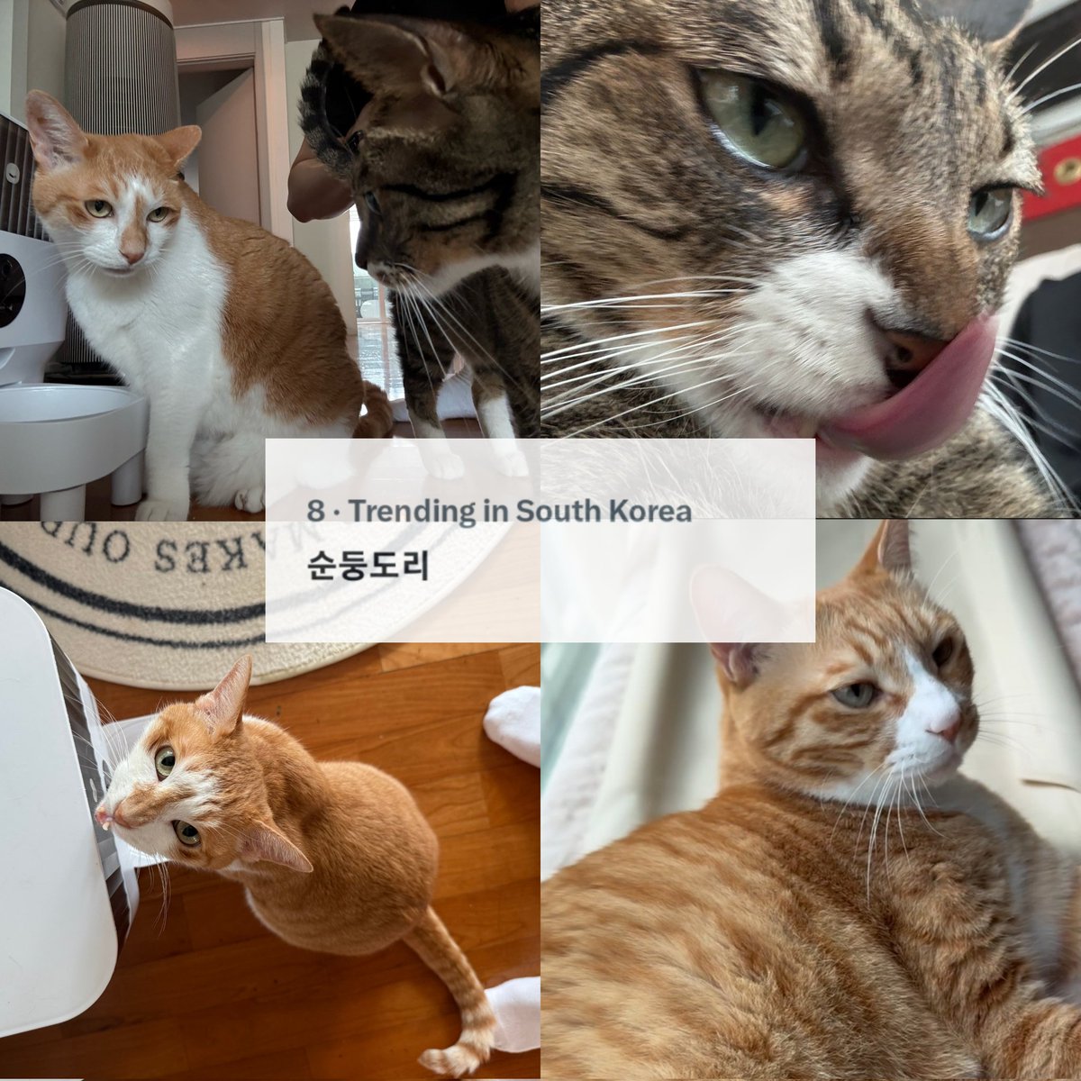 <Soondoongdori> already trending #8 in South Korea 😹