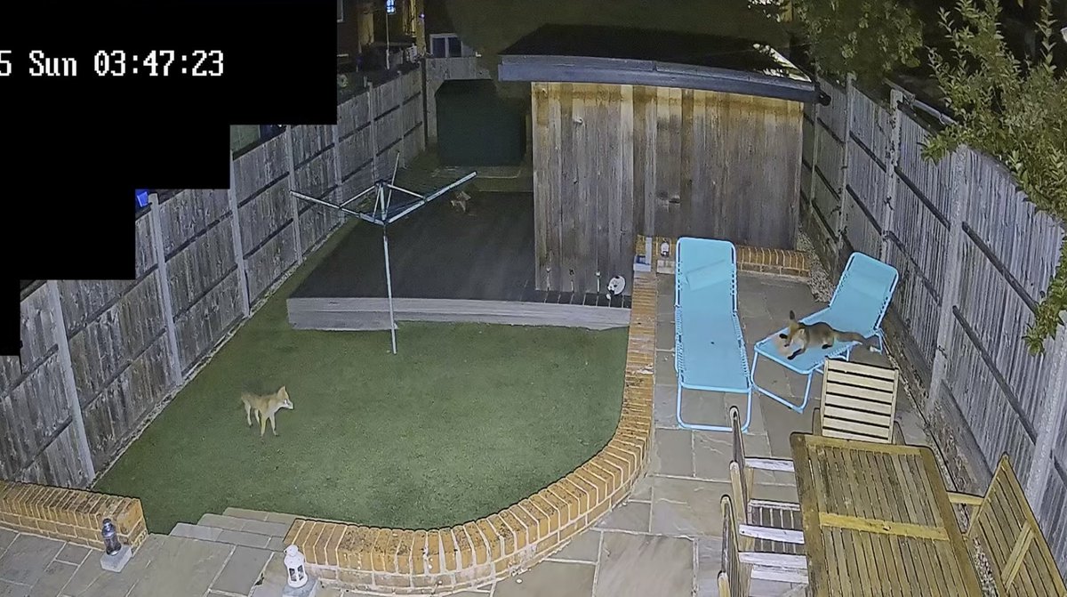 Foxes chilling on the sun loungers around 5am ⁦<a href="/subseasaint/">Ian Lawler</a>⁩ ❤️
